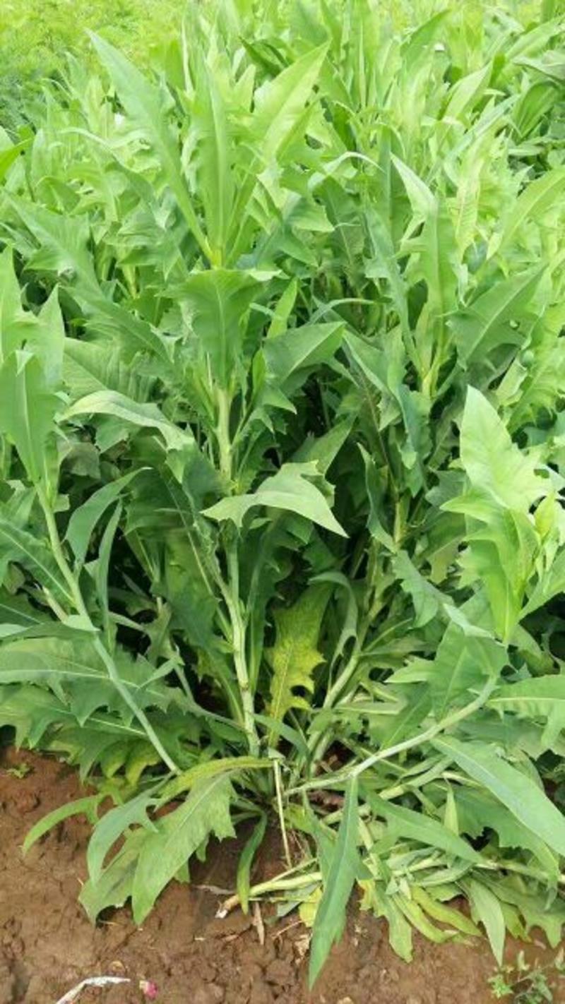 苦荬菜种子多年生2斤/亩1斤/包春夏季播种