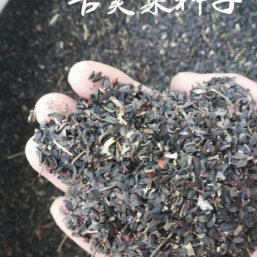 苦荬菜种子多年生2斤/亩1斤/包春夏季播种