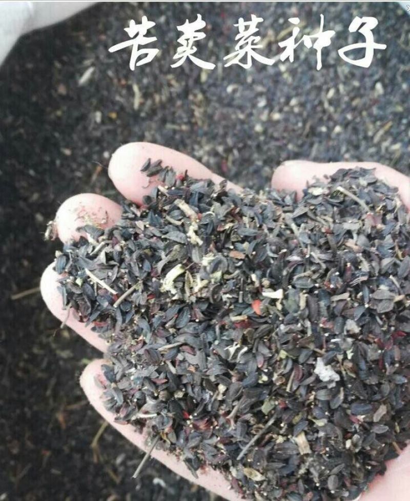 苦荬菜种子多年生2斤/亩1斤/包春夏季播种