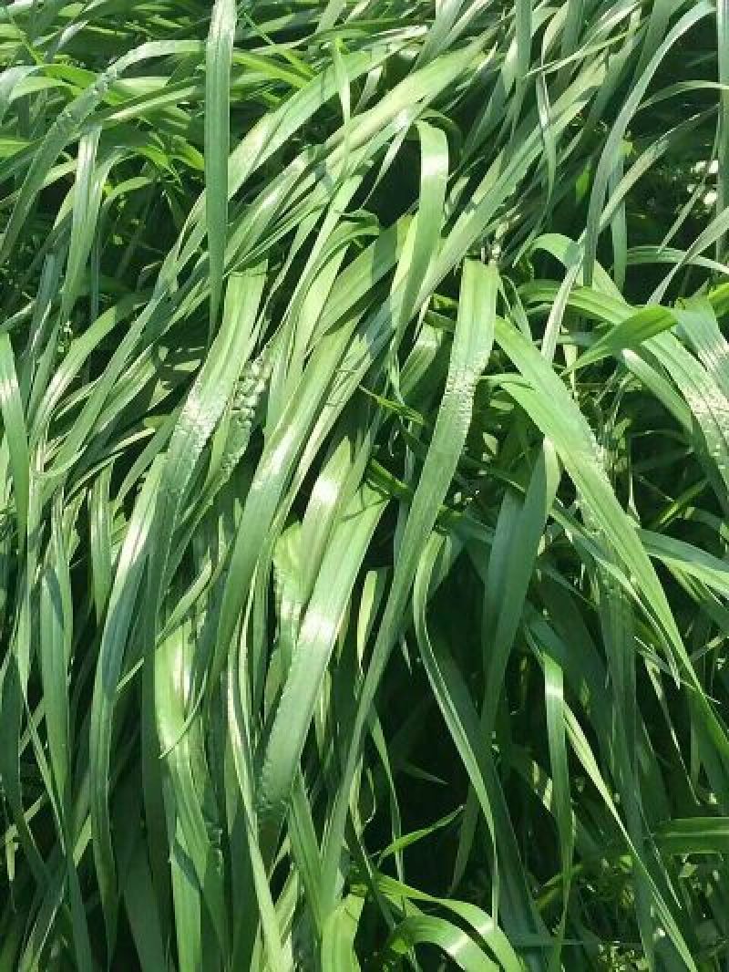 黑麦草种子(宽叶)亩用5~6斤进口种子价格美丽
