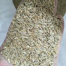 黑麦草种子(宽叶)亩用5~6斤进口种子价格美丽