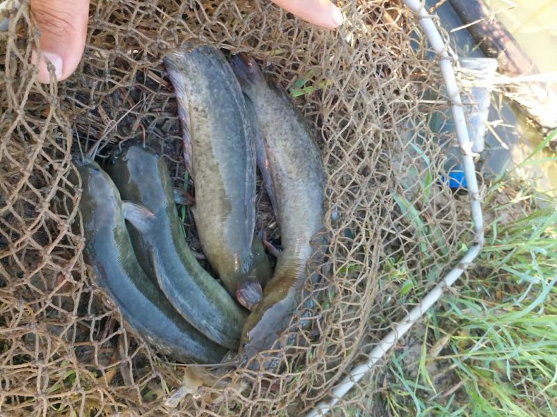 胡子鲶食用