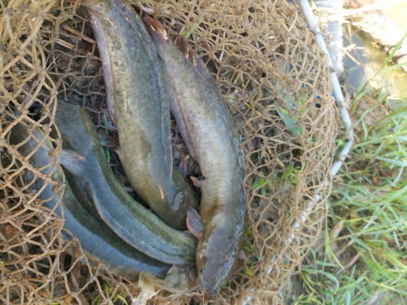 胡子鲶食用
