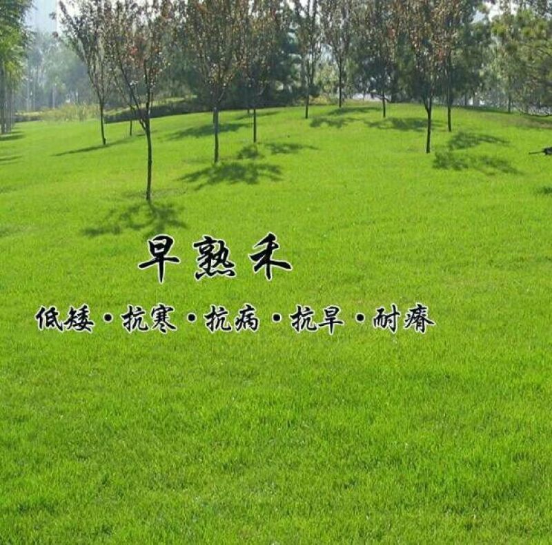 早熟禾种子20克/平方四季青种子冷季型进口