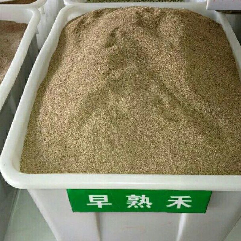 早熟禾种子20克/平方四季青种子冷季型进口