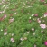 波斯菊种子（格桑花）