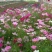波斯菊种子（格桑花）