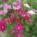 波斯菊种子（格桑花）