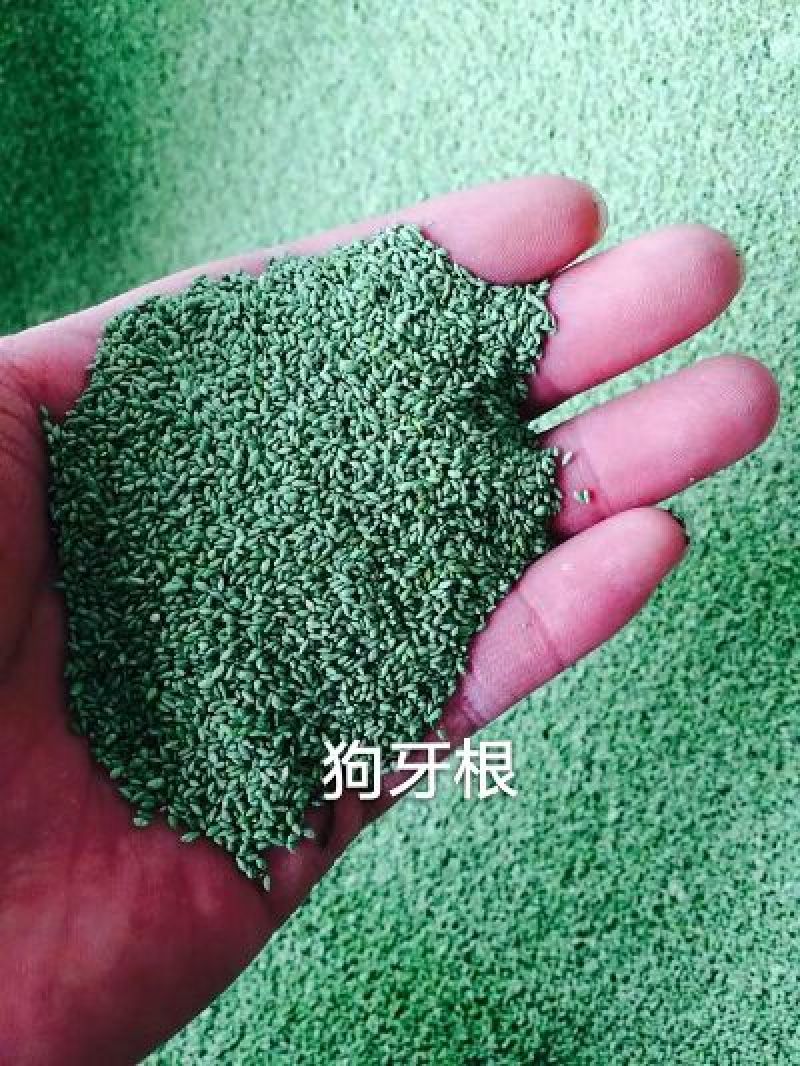 狗牙根种子多年生25克/平方热季型