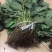 妙香草莓苗20~30cm