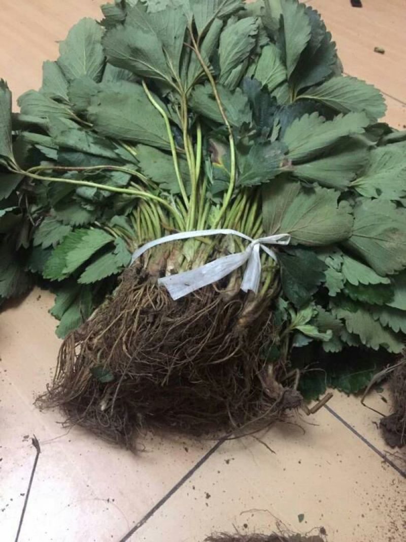 妙香草莓苗20~30cm