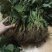 妙香草莓苗20~30cm