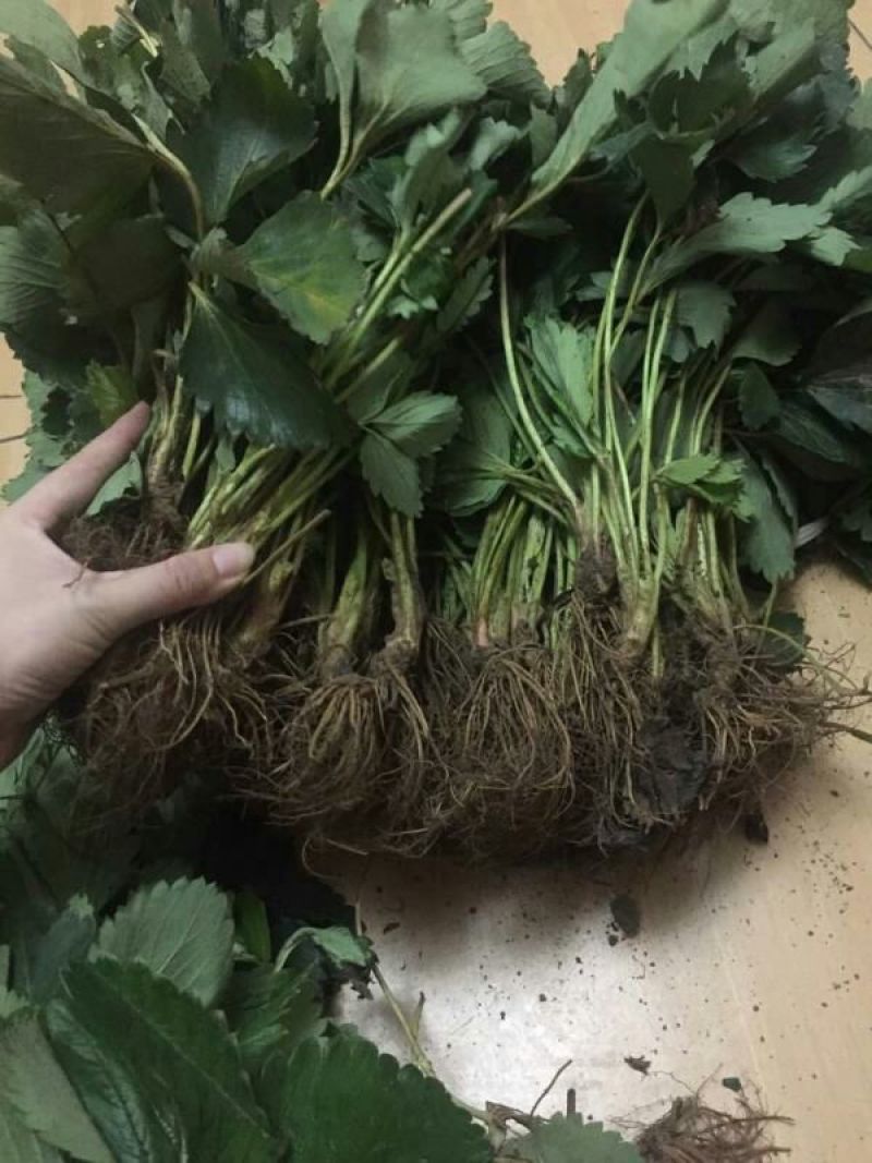 妙香草莓苗20~30cm