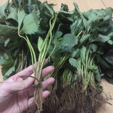妙香草莓苗20~30cm