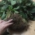妙香草莓苗20~30cm