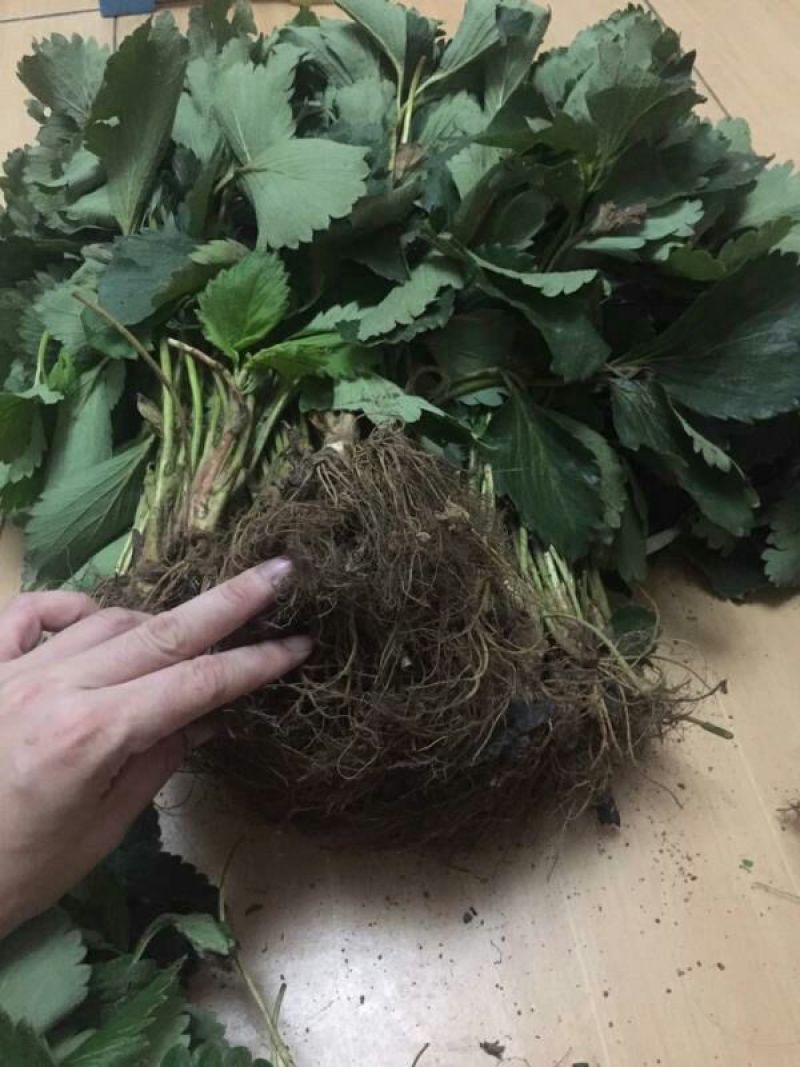 妙香草莓苗20~30cm