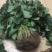妙香草莓苗20~30cm