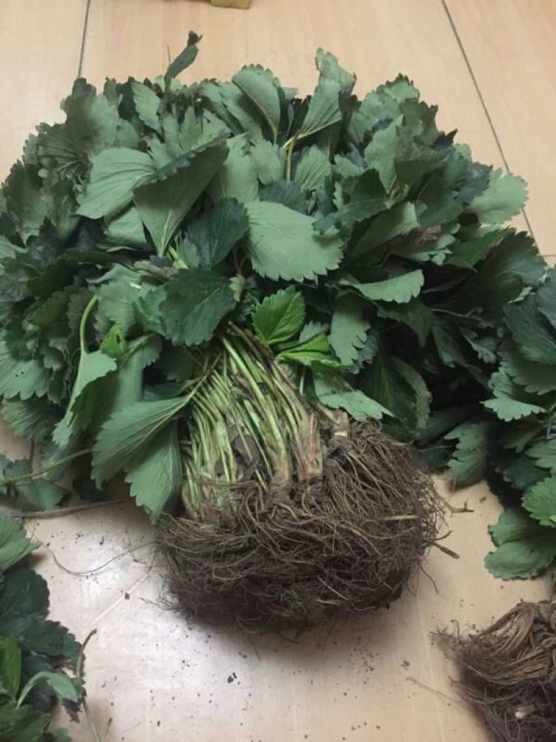 妙香草莓苗20~30cm