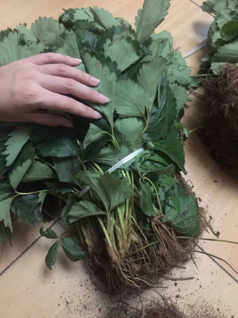 妙香草莓苗20~30cm