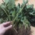 妙香草莓苗20~30cm