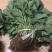 妙香草莓苗20~30cm