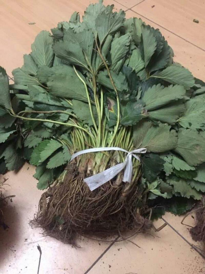 妙香草莓苗20~30cm