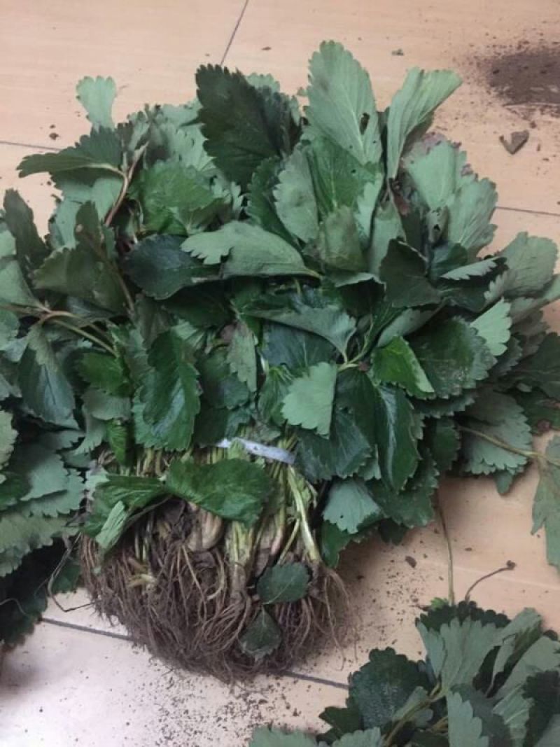 妙香草莓苗20~30cm