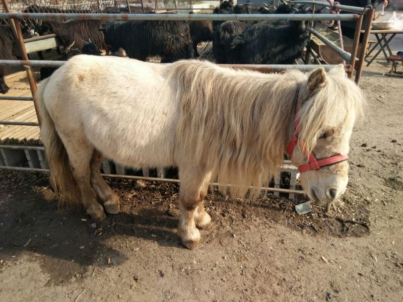 矮马400~500kg