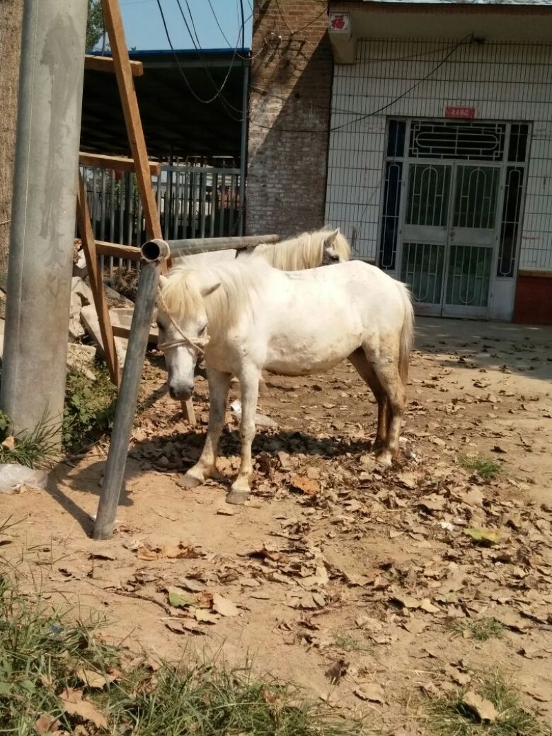 矮马400~500kg