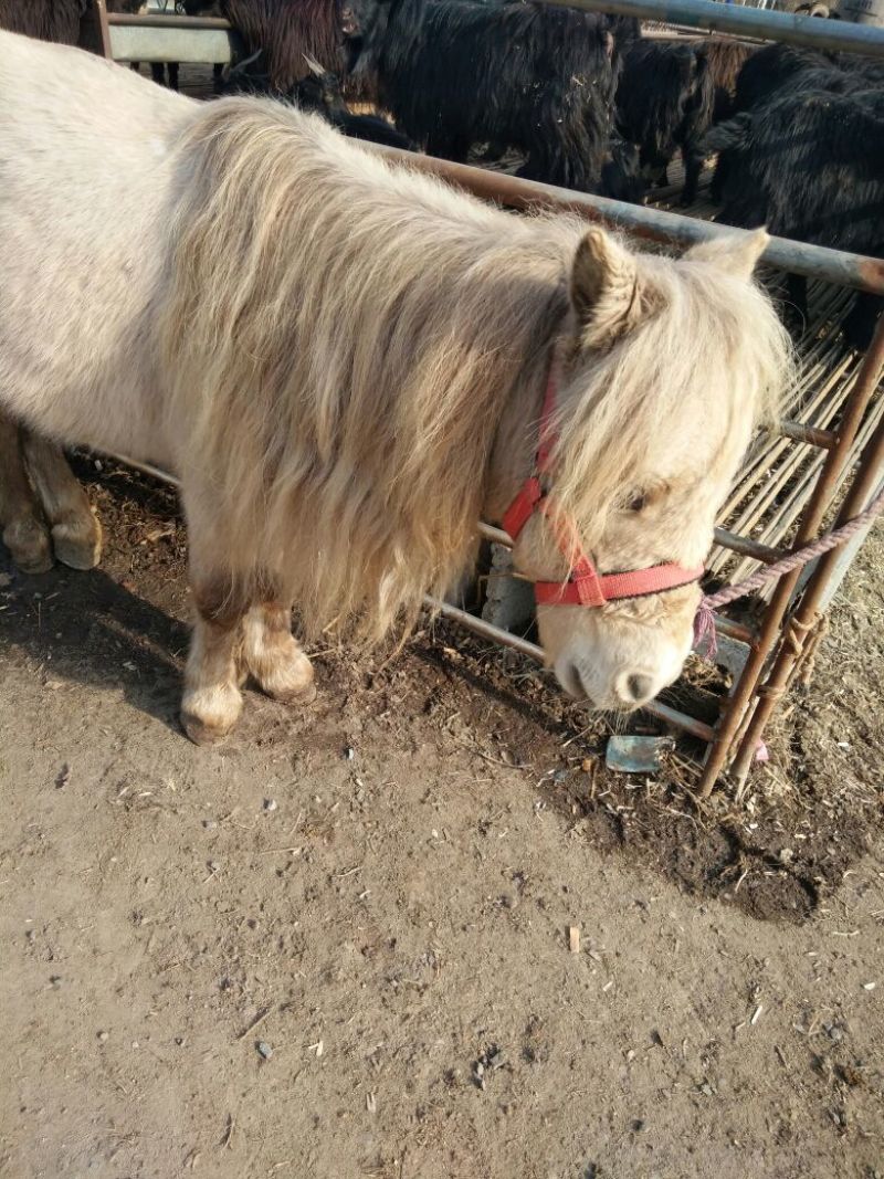矮马400~500kg