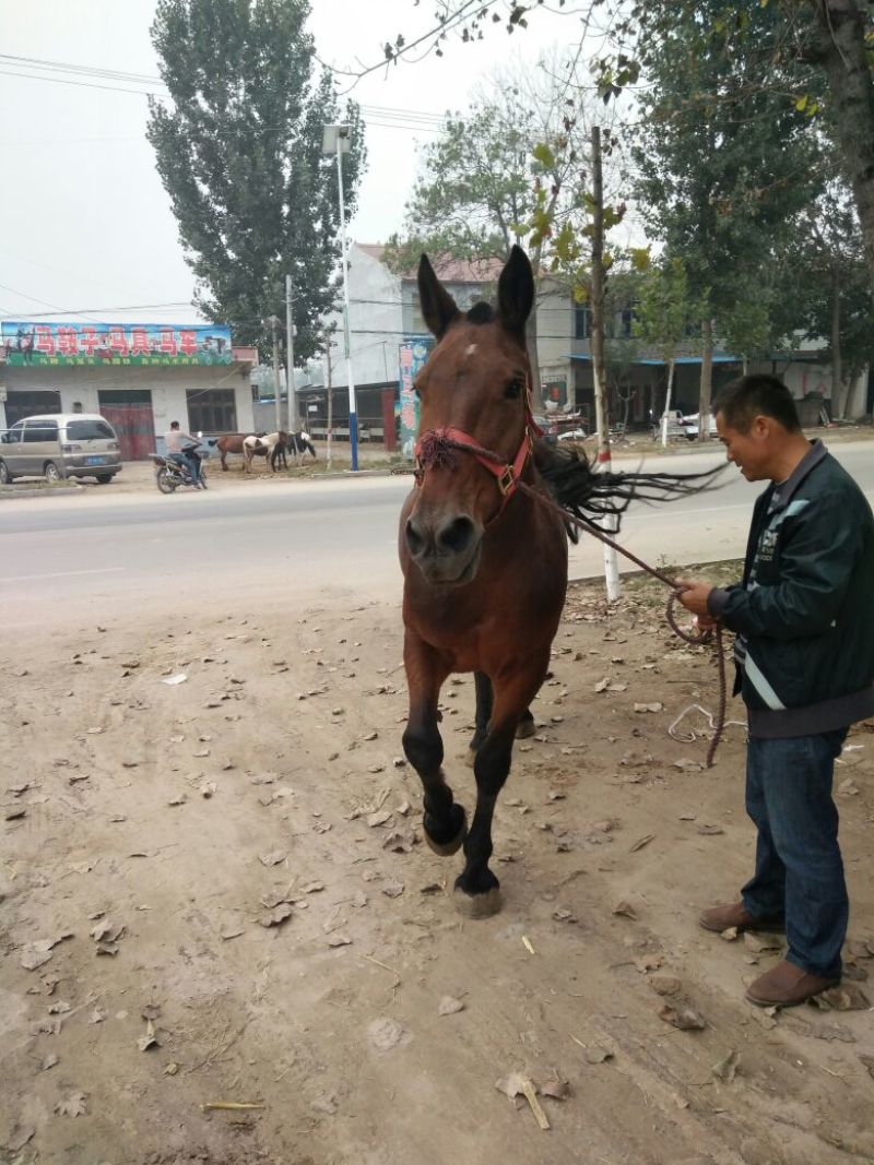 矮马400~500kg