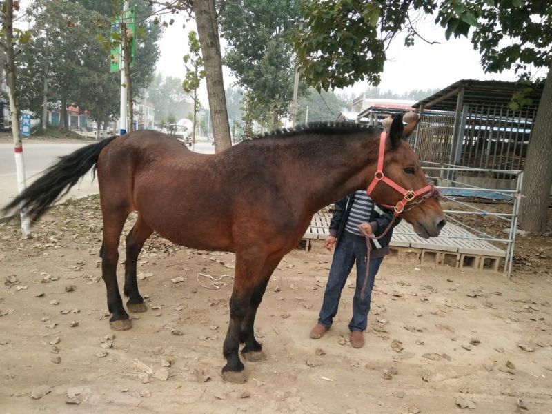 矮马400~500kg
