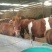 矮马400~500kg