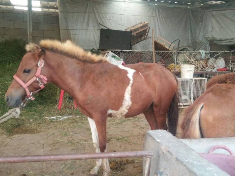 矮马400~500kg