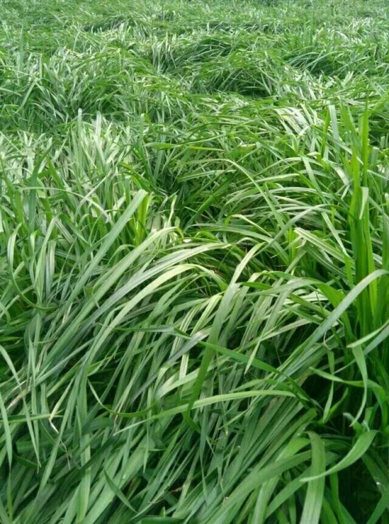 冬牧70黑麦草种，包邮