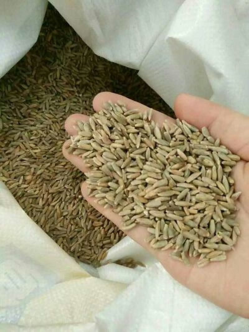 冬牧70黑麦草种，包邮