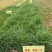 冬牧70黑麦草种，包邮