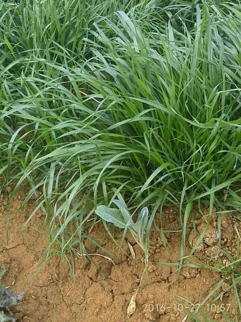 冬牧70黑麦草种，包邮