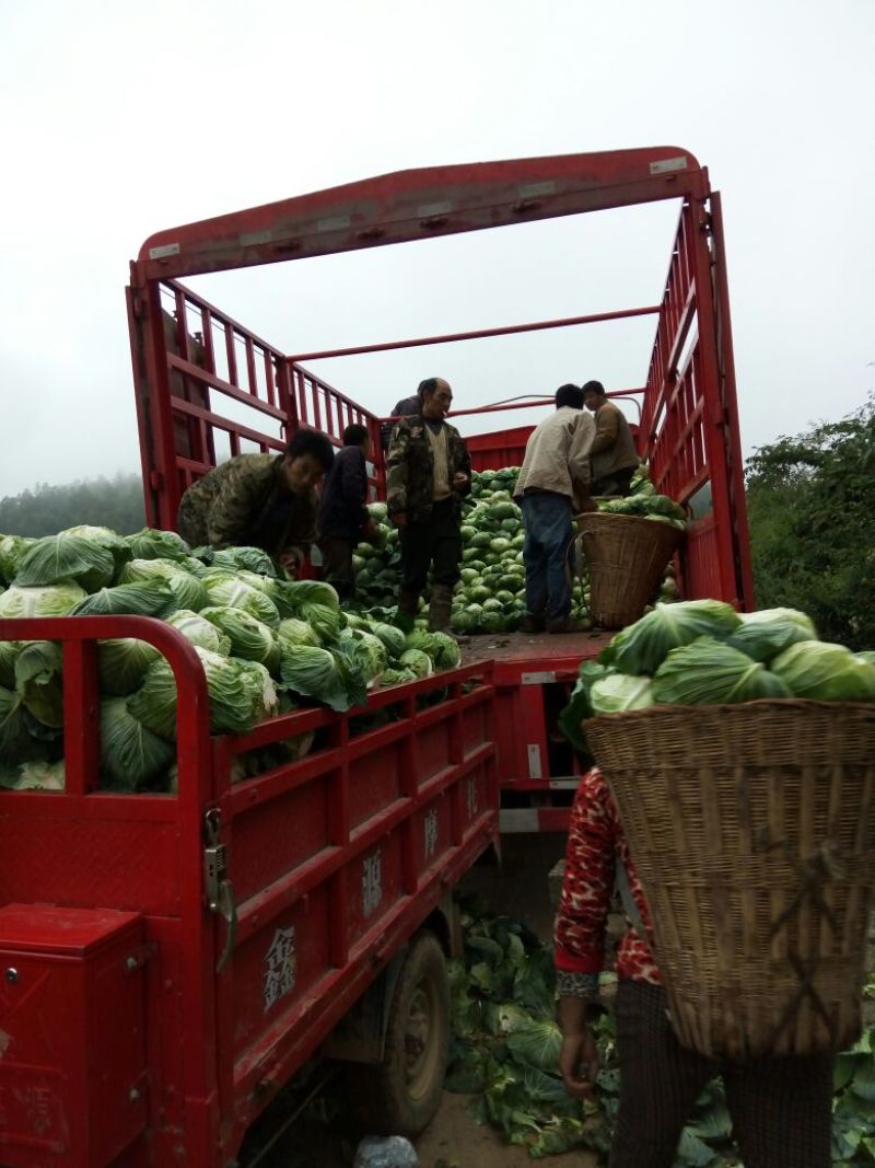 精选汉源包菜（寒将军）1～3公斤通货欢迎采购产地直发