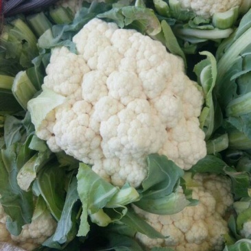 菜花适中乳白2斤本地长年供应各种蔬菜
