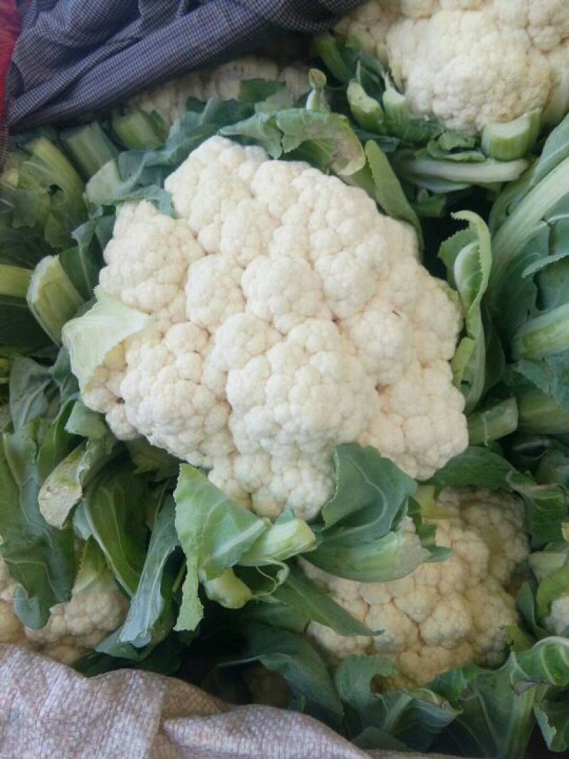 菜花适中乳白2斤本地长年供应各种蔬菜
