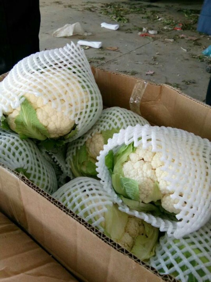 菜花适中乳白2斤本地长年供应各种蔬菜