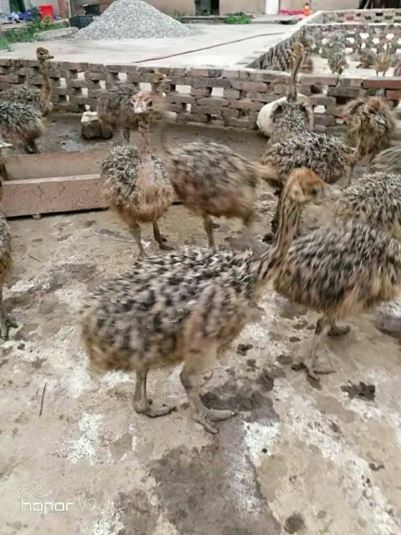 花边鸭苗统货