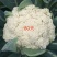 白花菜花紧密乳白2斤