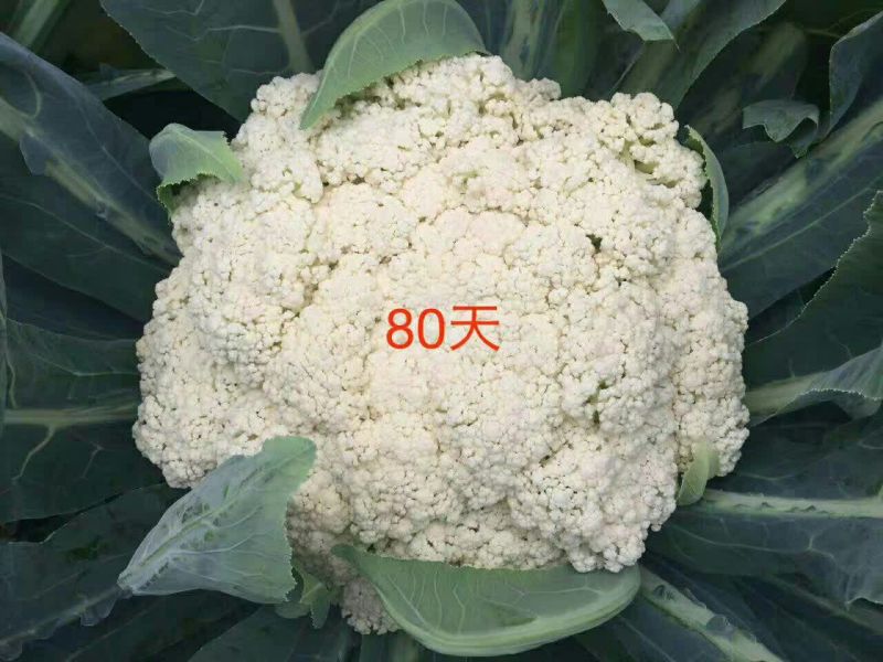 白花菜花紧密乳白2斤