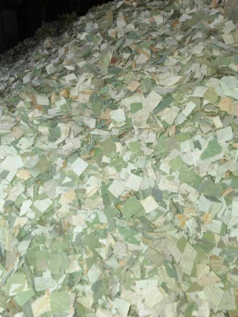 荷叶20cm以下选货