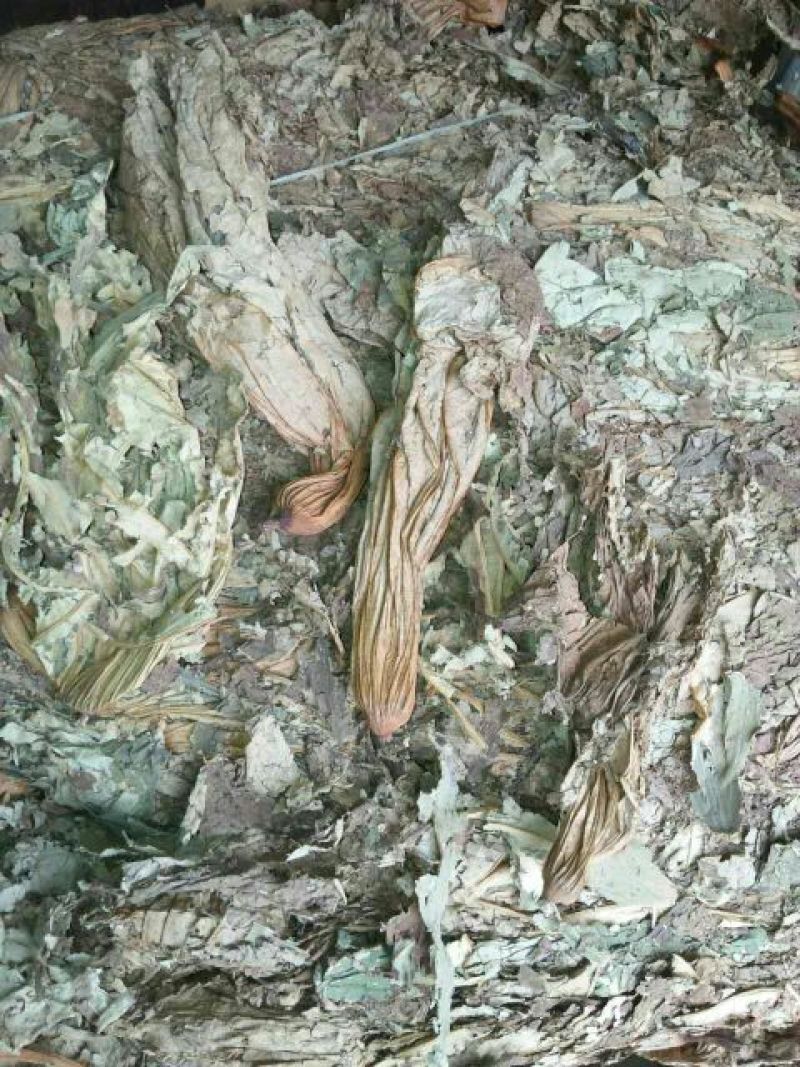 荷叶30cm以上统货