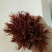 红油香椿树30~50cm