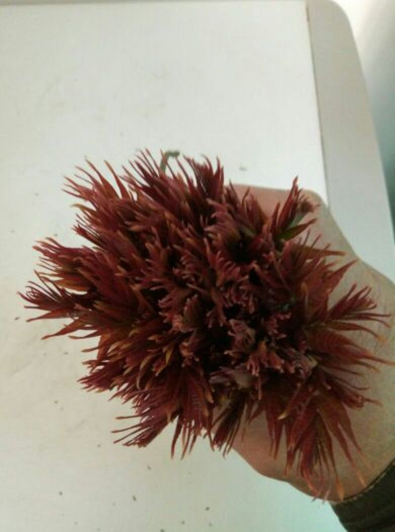 红油香椿树30~50cm