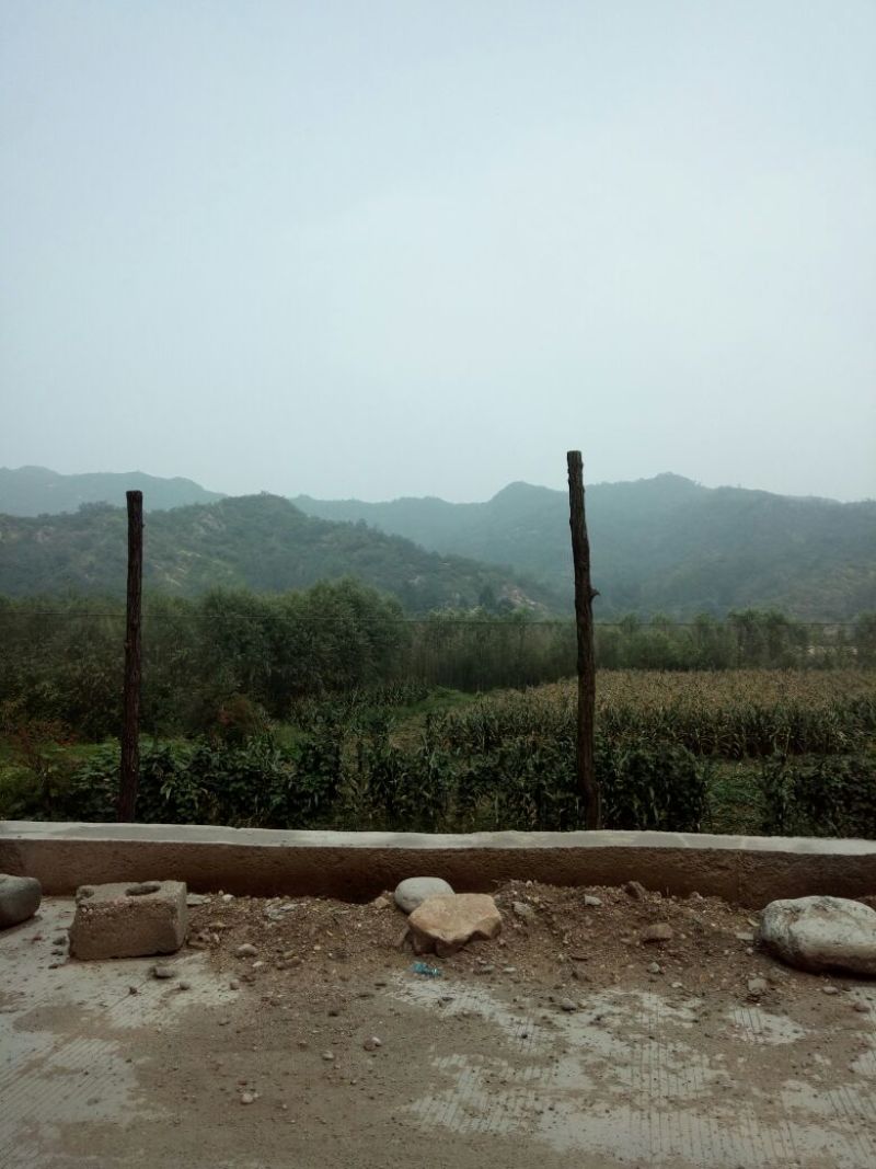 柳树种条2.5~3m